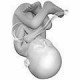 Velikost plodu v těhotenství